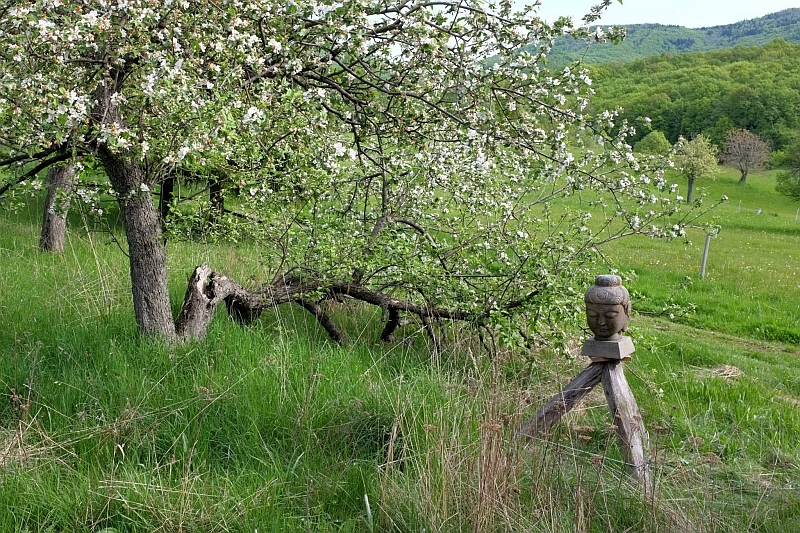 Meditačné centrum Shin Jin – príroda a miesto ústrania